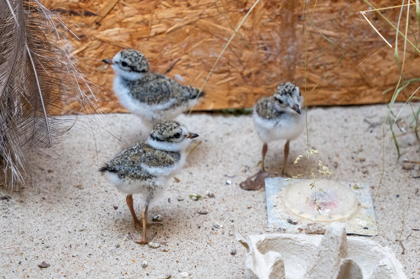 Sandregenpfeifer-Küken bei der Aufzucht im Zoo Rostock (Foto: Zoo Rostock/Matthias Drübbisch)
