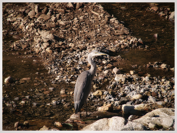 Ein Graureiher an der Brigach