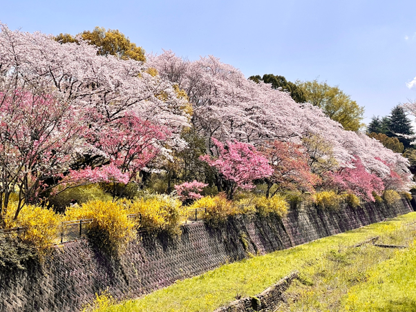 お仕事の合間に行った今日の昭和記念公園♪春爛漫です♡