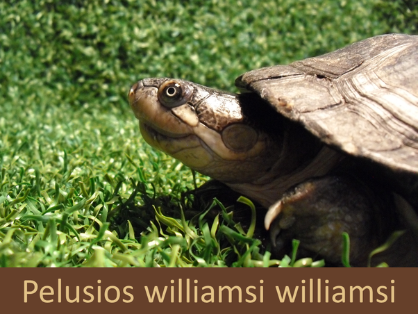 Pelusios williamsi pelomedusendortmunds Webseite!