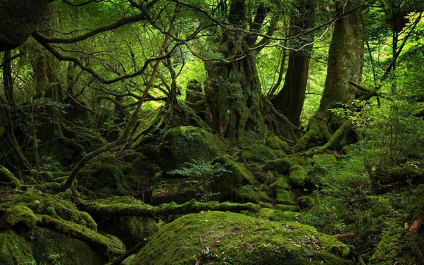 Aokigahara-Wald