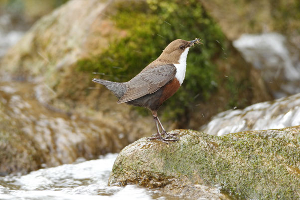 Wasseramsel mit Nistmaterial (Foto: Dieter Hopf, LBV Archiv)