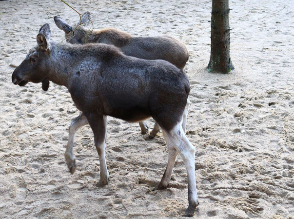 Zwei der fünf jungen Elche im dänischen Naturschutzgebiet Lille Vildmose. Foto: VisitDenmark/PR