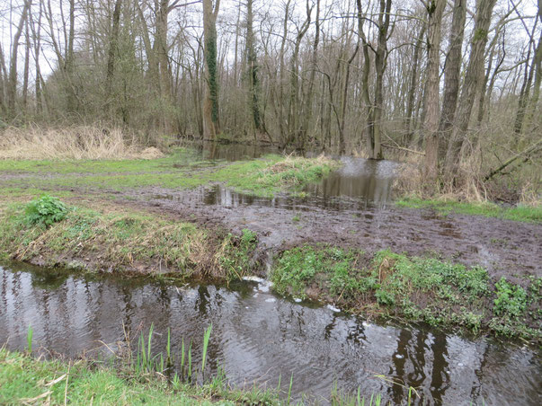 De Zompesloot stroomt over in de Verbindingssloot (20-3-2020).