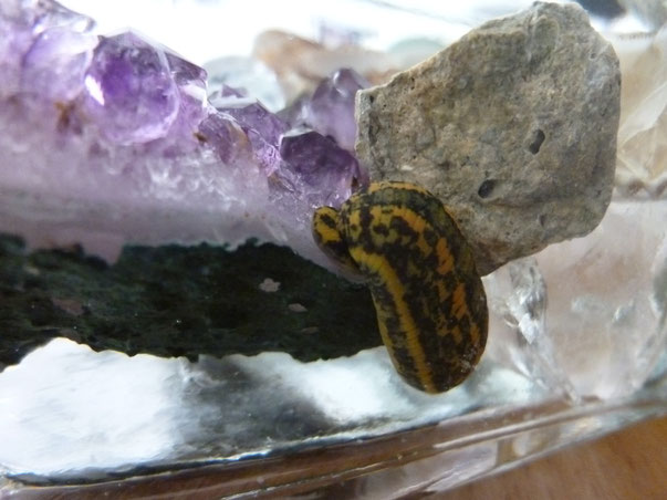 medizinischer Blutegel