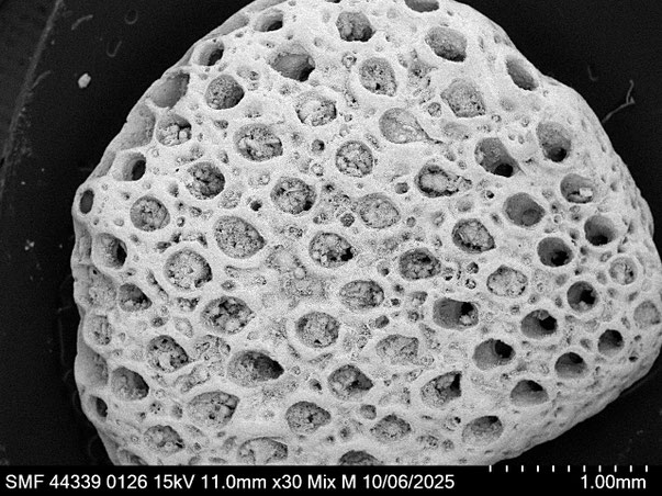Bryozoa Art: Beisselinopsis marginata (von Hagenow 1839) aus Bryozoen Sammlung Senckenberg Frankfurt