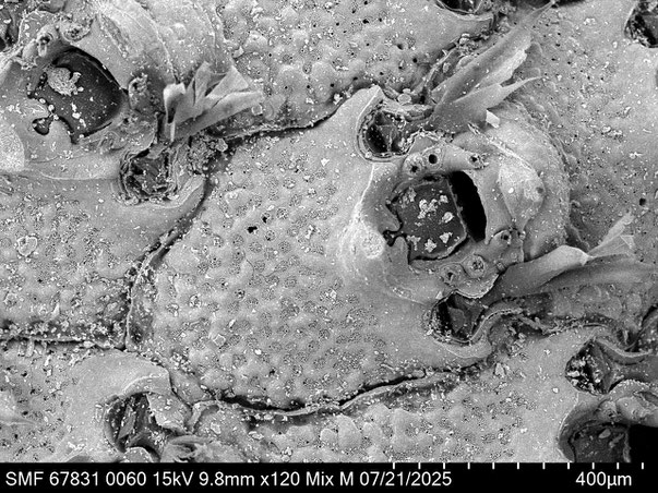 Bryozoa Art: Bryopesanser tonsillorum Tilbrook 2012 aus Bryozoen Sammlung Senckenberg Frankfurt,  CC BY: Louisa Preuss