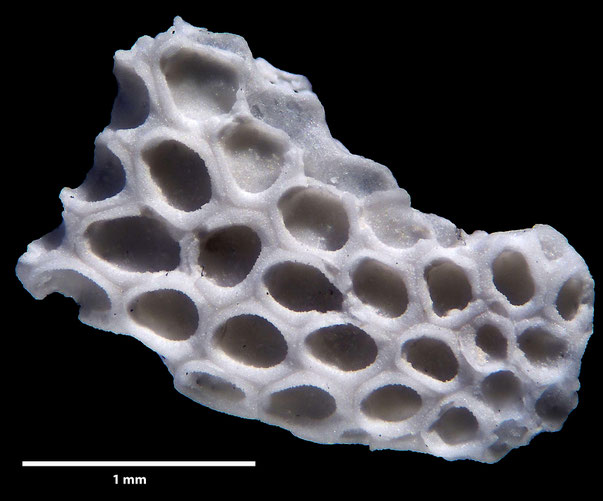Bryozoa Art: Membranipora flabellata d'Orbigny, 1852 aus Bryozoen Sammlung Senckenberg Frankfurt,  