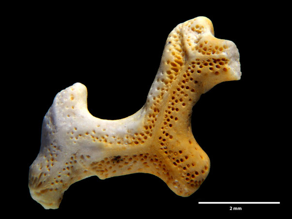 Bryozoa Art: Retecava clathrata (Goldfuss 1827) aus Bryozoen Sammlung Senckenberg Frankfurt