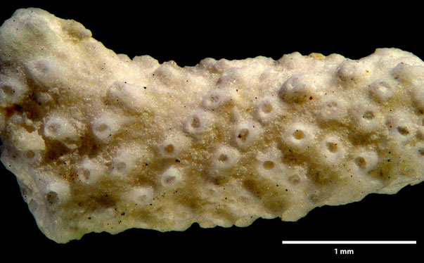 Bryozoa Art: Cavarinella explicata Viskova 1972 aus Bryozoen Sammlung Senckenberg Frankfurt