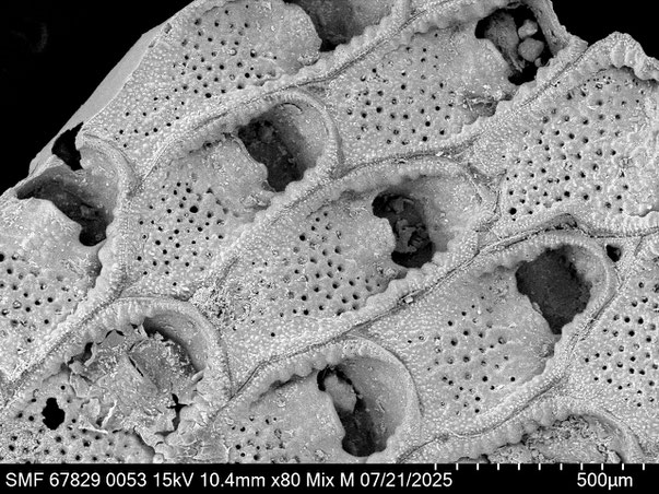 Bryozoa Art: Labioporella crenulata (Levinsen 1909) aus Bryozoen Sammlung Senckenberg Frankfurt,  CC BY: Louisa Preuss