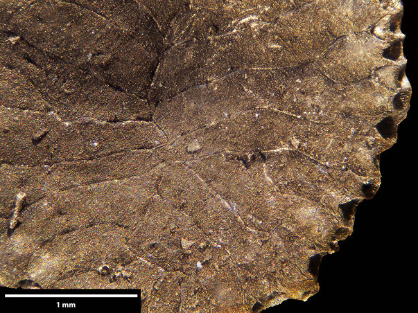 Bryozoa Art: Lunulites beisseli (Marsson 1887) aus Bryozoen Sammlung Senckenberg Frankfurt,  