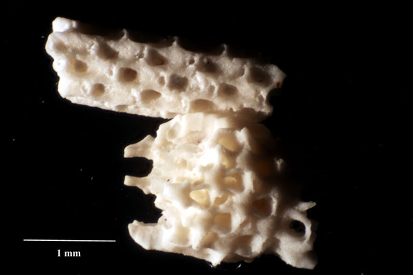 Bryozoa Art: Radulopora radula (Marsson 1887) aus Bryozoen Sammlung Senckenberg Frankfurt,  CC BY:  Dr. Rainer Teubner