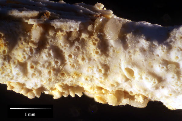 Bryozoa Art: Multicavea lateralis d'Orbigny aus Bryozoen Sammlung Senckenberg Frankfurt,  CC BY:  Dr. Rainer Teubner