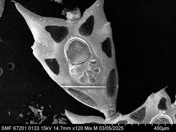 Senckenberg, Bryozoa, Bryozoen, Moostierchen, Sammlung Voigt