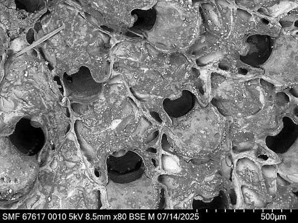 Bild 2 Bryozoa Art: Umbonula ovicellata Hastings 1944 aus Bryozoen Sammlung Senckenberg Frankfurt