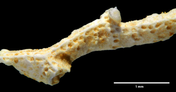 Bryozoa Art: Retecava maculata von Hagenow aus Bryozoen Sammlung Senckenberg Frankfurt