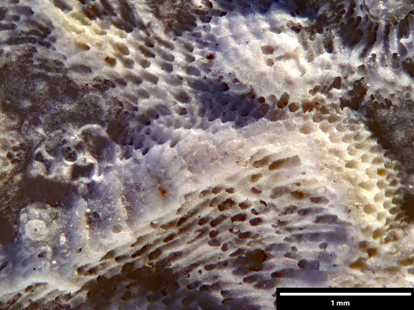 Bryozoa Art: Idmonea parasitica von Hagenow aus Bryozoen Sammlung Senckenberg Frankfurt,
