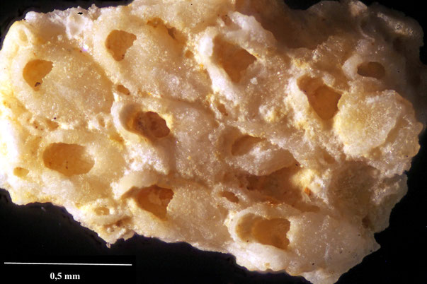 Senckenberg, Bryozoa, Bryozoen, Moostierchen, Sammlung Voigt