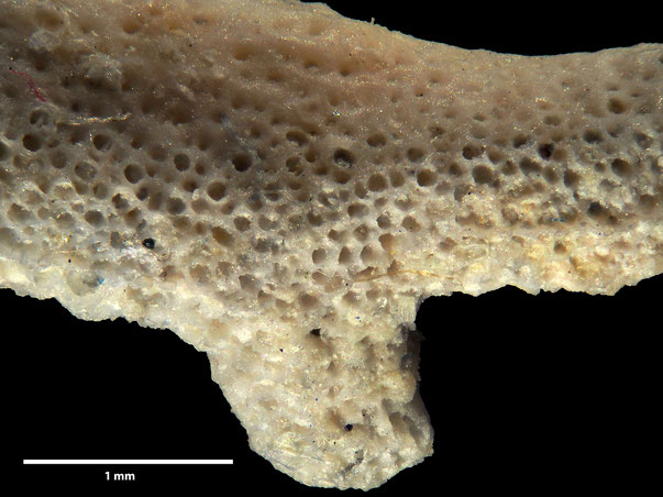 Bryozoa Art: Retecavella pectinacea (Viskowa ) aus Bryozoen Sammlung Senckenberg Frankfurt