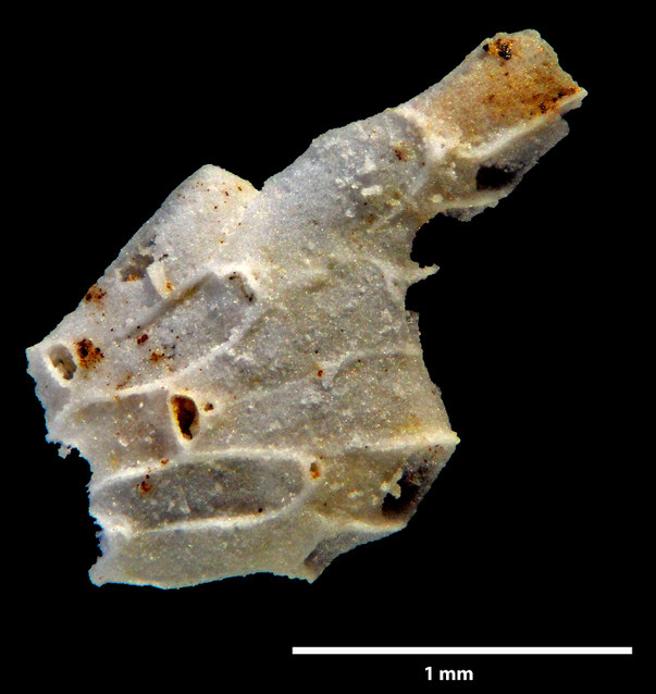 Bryozoa Art: Micropora tenera Voigt aus Bryozoen Sammlung Senckenberg Frankfurt