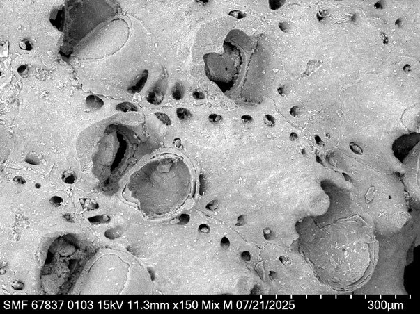 Bryozoa Art: Rhynchozoon meteori Martha & Scholz 2025 aus Bryozoen Sammlung Senckenberg Frankfurt,  CC BY: Louisa Preuss