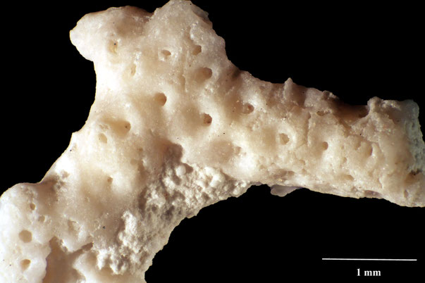 Senckenberg, Bryozoa, Bryozoen, Moostierchen, Sammlung Voigt
