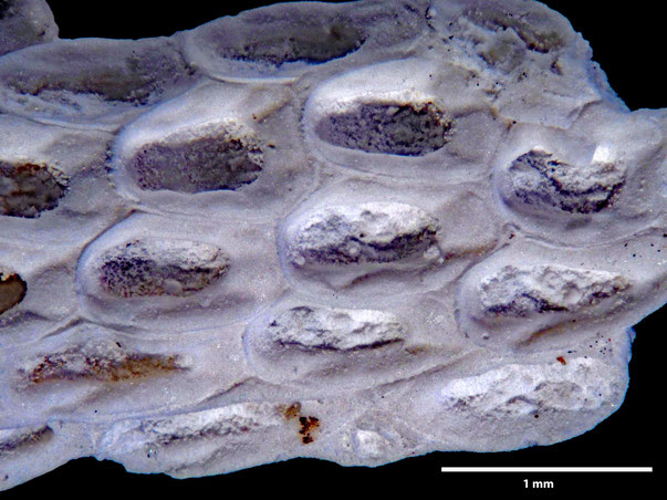 Bryozoa Art: Membranipora declivis Marsson 1887 aus Bryozoen Sammlung Senckenberg Frankfurt