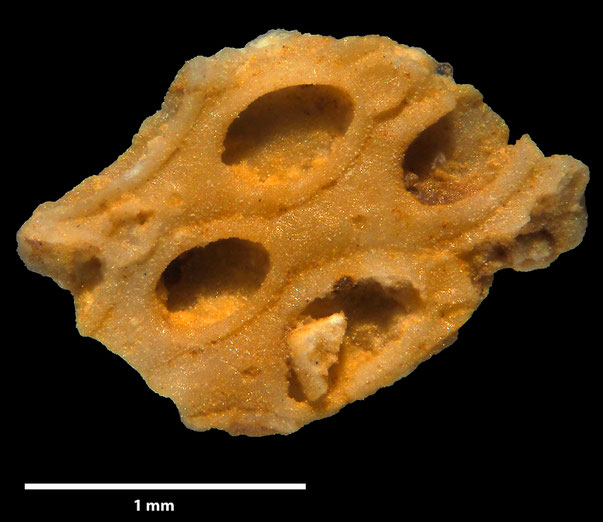 Bryozoa Art: Membranipora simplex d'Orbigny 1852 aus Bryozoen Sammlung Senckenberg Frankfurt