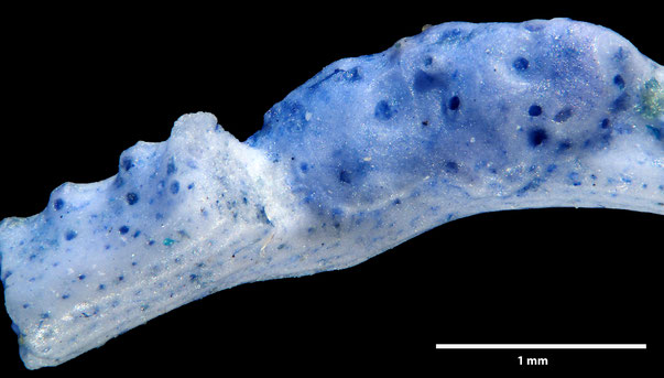 Bryozoa Art: Reteporidea pseudolichenoides Voigt 1987 aus Bryozoen Sammlung Senckenberg Frankfurt