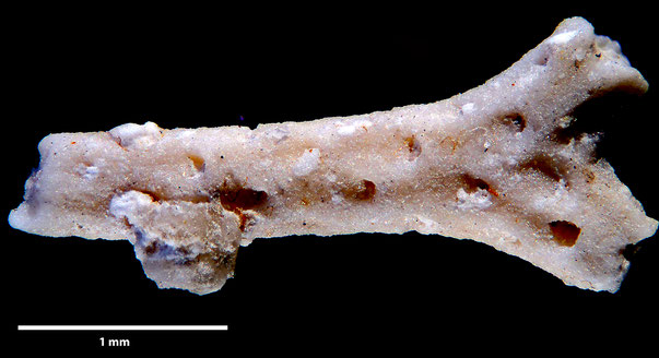 Bryozoa Art: Smittipora microstoma Marsson 1887 aus Bryozoen Sammlung Senckenberg Frankfurt