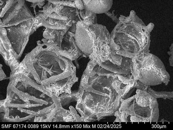 Senckenberg, Bryozoa, Bryozoen, Moostierchen, Sammlung Voigt