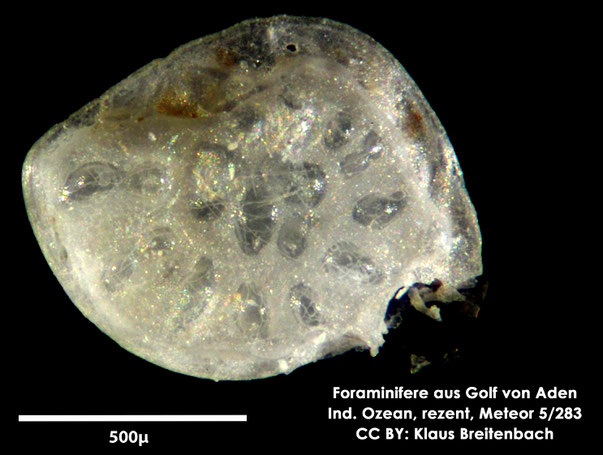 Foraminifere sp. Foraminifere, Foraminifera, Bryozoa, Senckenberg, Golf von Aden, Meteor