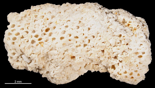 Bryozoa Art: Flustrina oculata d'Orbigny 1852 aus Bryozoen Sammlung Senckenberg Frankfurt,  CC BY: Michael Sondermann