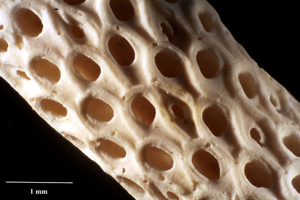 Bryozoa Art: Onychocella rowei (Brydone 1906) aus Bryozoen Sammlung Senckenberg Frankfurt,  CC BY:  Dr. Rainer Teubner
