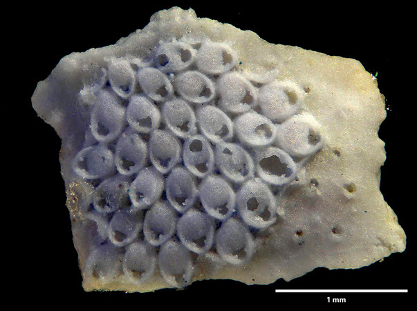 Bryozoa Art: Floridinella scutata Levinsen aus Bryozoen Sammlung Senckenberg Frankfurt