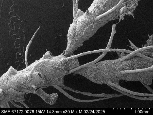Senckenberg, Bryozoa, Bryozoen, Moostierchen, Sammlung Voigt