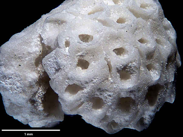 Senckenberg, Bryozoa, Bryozoen, Moostierchen, Sammlung Voigt