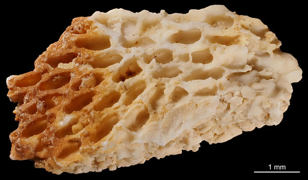 Bryozoa Art: Semiescharipora rustica d'Orbigny aus Bryozoen Sammlung Senckenberg Frankfurt,  CC BY: Michael Sondermann