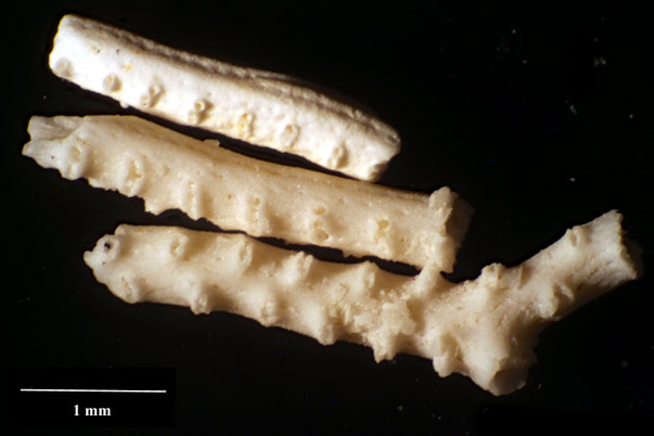 Bryozoa Art: Polyascosoecia pseudolichenoides Voigt 1987 aus Bryozoen Sammlung Senckenberg Frankfurt,  CC BY:  Dr. Rainer Teubner