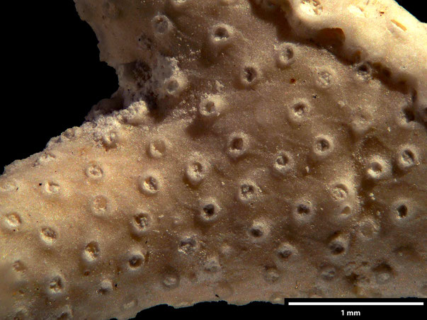 Bryozoa Art: Diaperoecia magnipora (Brood 1972) aus Bryozoen Sammlung Senckenberg Frankfurt