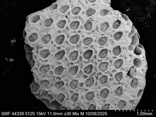 Bryozoa Art: Beisselinopsis marginata (von Hagenow 1839) aus Bryozoen Sammlung Senckenberg Frankfurt