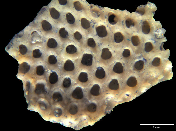 Bryozoa Art: Membranipora rectangulata Voigt 1987 aus Bryozoen Sammlung Senckenberg Frankfurt