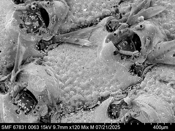 Bryozoa Art: Bryopesanser tonsillorum Tilbrook 2012 aus Bryozoen Sammlung Senckenberg Frankfurt,  CC BY: Louisa Preuss