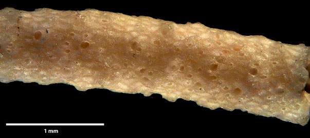Bryozoa Art: Cavarinella punctata Canu & Bassler 1922 aus Bryozoen Sammlung Senckenberg Frankfurt