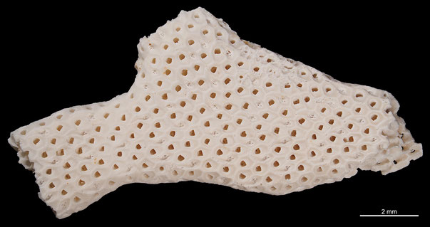 Bryozoa Art: Onychocella incarcerata (Brydone 1930) aus Bryozoen Sammlung Senckenberg Frankfurt,  CC BY: Michael Sondermann