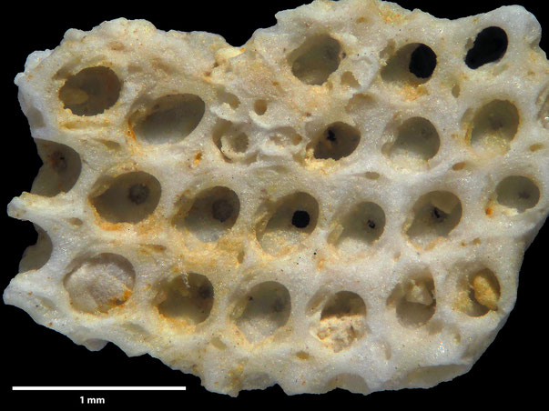 Senckenberg, Bryozoa, Bryozoen, Moostierchen, Sammlung Voigt