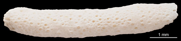 Bryozoa Art: Cavarinella explicata Viskova 1972 aus Bryozoen Sammlung Senckenberg Frankfurt,  CC BY: Michael Sondermann