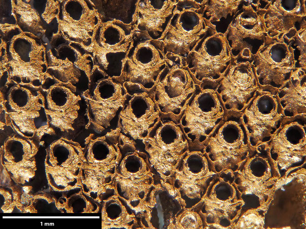 Bryozoa Art: Eschara edwardsiana von Hagenow aus Bryozoen Sammlung Senckenberg Frankfurt,