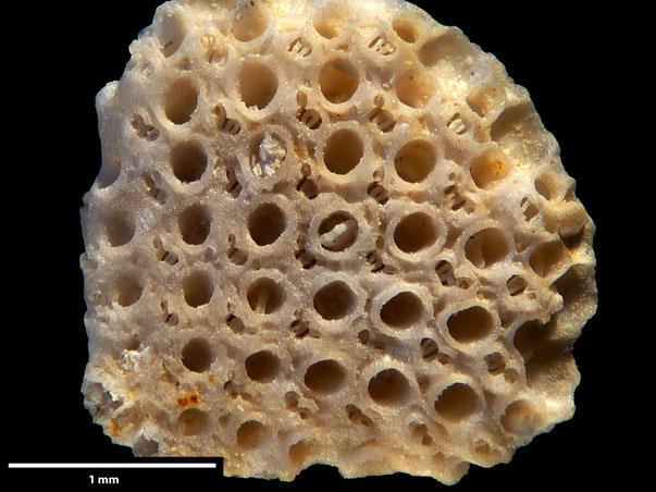 Bryozoa Art: Pavobeisselina solandri von Hagenow aus Bryozoen Sammlung Senckenberg Frankfurt